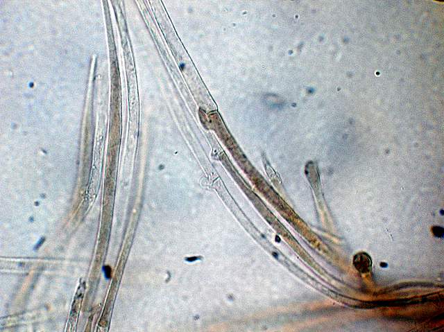 Cortinarius spec. Cod.:2899-07